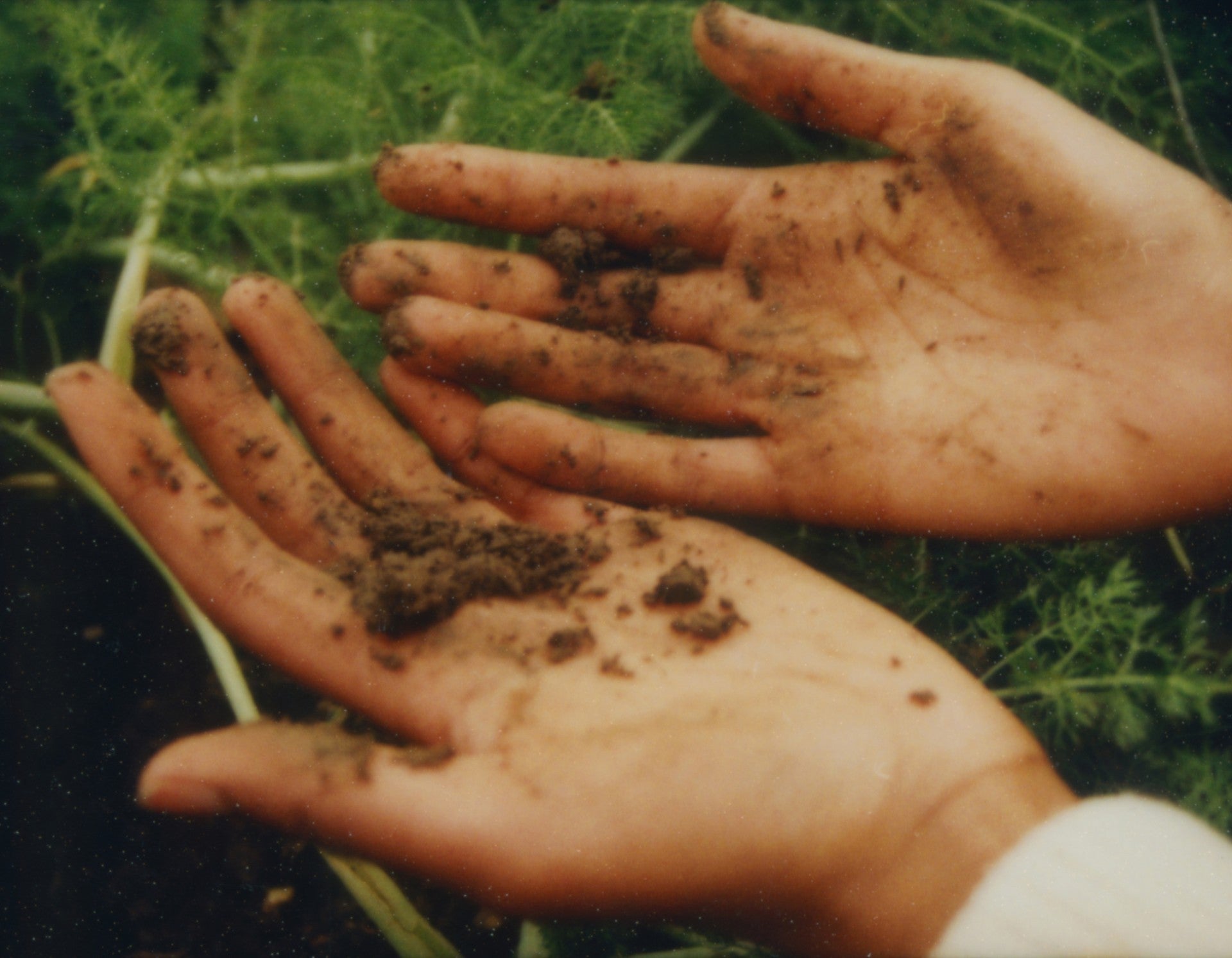 The Hands Behind Your Adaptogens