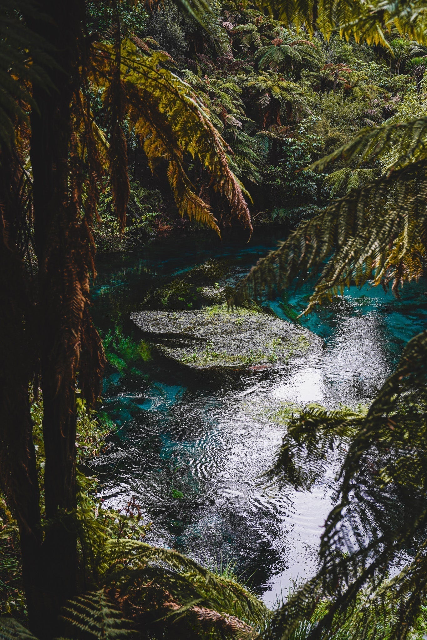 Into the Wild: Te Waihou (the Blue Springs)